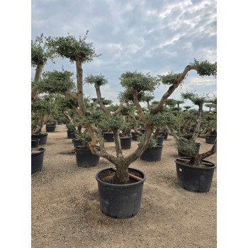 Olea Plato ZARAGOZA  tronco Semi Viejo 230/285 lt 